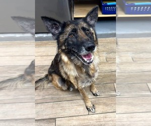 German Shepherd Dog-Unknown Mix Dogs for adoption in Rowlett, TX, USA