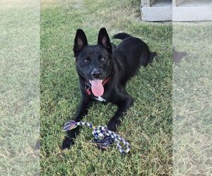 Labrador Retriever-Unknown Mix Dogs for adoption in Dallas, TX, USA