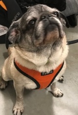 Pug Dogs for adoption in Farmington, MI, USA