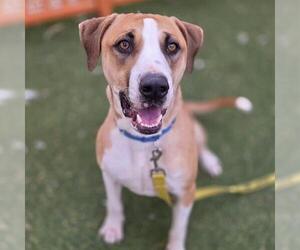 Siberian Husky-Unknown Mix Dogs for adoption in Las Vegas, NV, USA