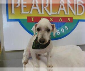 Poodle (Miniature) Dogs for adoption in Pearland, TX, USA