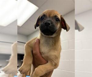 Pug-Unknown Mix Dogs for adoption in Corpus Christi, TX, USA