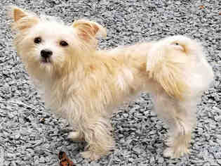 Cairn Terrier Dogs for adoption in Roslindale, MA, USA
