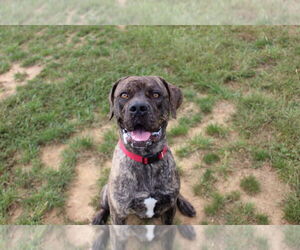 Mutt Dogs for adoption in Chestertown, MD, USA