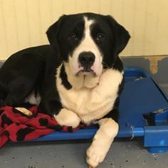 Borador Dogs for adoption in Augusta, GA, USA
