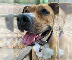 American Staffordshire Terrier-Unknown Mix Dogs for adoption in Blairsville, GA, USA