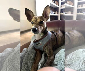 Unknown-Whippet Mix Dogs for adoption in Arlington, WA, USA