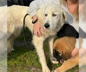 Great Pyrenees Dogs for adoption in San Pablo, CA, USA