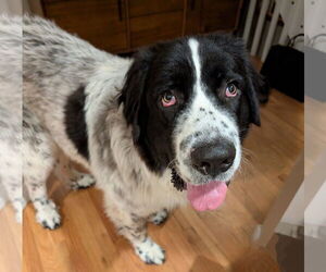 Great Pyrenees-Unknown Mix Dogs for adoption in Winter Park, CO, USA