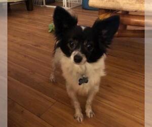 Papillon Dogs for adoption in Pataskala, OH, USA