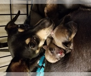 Chihuahua Dogs for adoption in Marrero, LA, USA