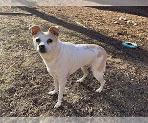 Chihuahua-Unknown Mix Dogs for adoption in Plano, TX, USA