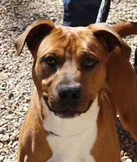 Bullboxer Pit Dogs for adoption in Lovingston, VA, USA