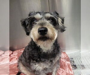 - Mix Dogs for adoption in Downey, CA, USA