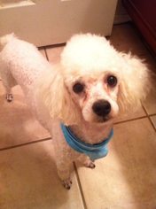 Poodle (Miniature) Dogs for adoption in Denton, TX, USA