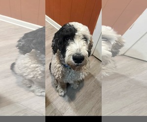 Old English Sheepdog-Unknown Mix Dogs for adoption in Dallas, TX, USA