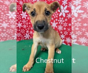 German Shepherd Dog-Unknown Mix Dogs for adoption in Augusta, GA, USA