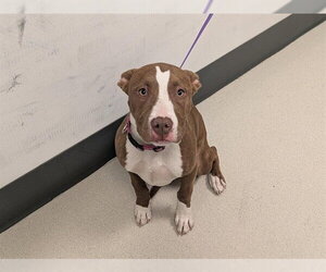 Staffordshire Bull Terrier-Unknown Mix Dogs for adoption in Corona, CA, USA