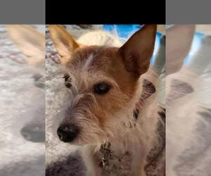 Jack Russell Terrier-Unknown Mix Dogs for adoption in Rochester, NY, USA