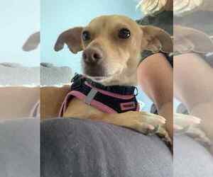 Chihuahua Dogs for adoption in San Diego, CA, USA