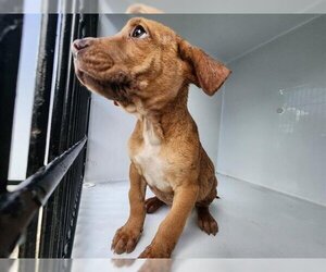 Redbone Coonhound-Staffordshire Bull Terrier Mix Dogs for adoption in Houston, TX, USA