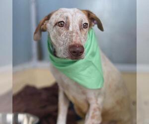 Mutt Dogs for adoption in San Antonio, TX, USA