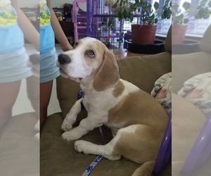 Basset Hound Dogs for adoption in Georgetown, KY, USA