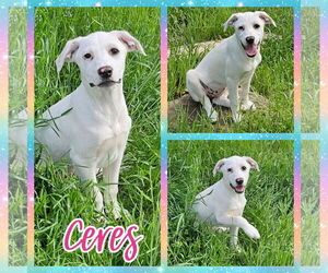Border Collie Dogs for adoption in Blacksburg, SC, USA