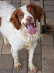 Brittany Dogs for adoption in Pacolet, SC, USA