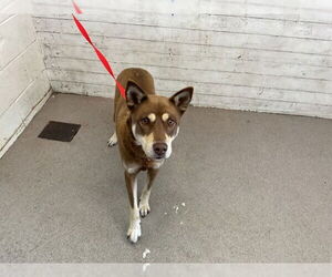 Siberian Husky Dogs for adoption in San Bernardino, CA, USA
