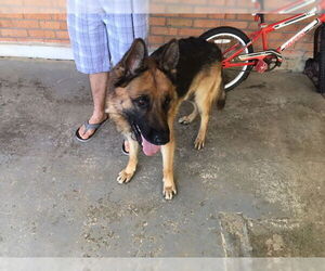 German Shepherd Dog Dogs for adoption in Louisville, KY, USA