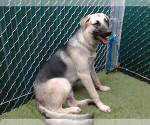 German Shepherd Dog-Unknown Mix Dogs for adoption in Downey, CA, USA