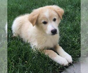 Labrador Retriever Dogs for adoption in Aurora, CO, USA