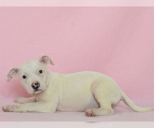 Boxer-Unknown Mix Dogs for adoption in Oroville, CA, USA