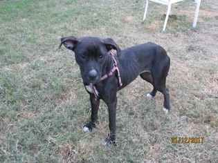 Medium Photo #1 American Staffordshire Terrier-Boxer Mix Puppy For Sale in San Antonio, TX, USA