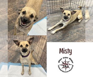 Chihuahua-Unknown Mix Dogs for adoption in Princeton, British Columbia, Canada