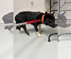 Huskies -Unknown Mix Dogs for adoption in St. Cloud, FL, USA