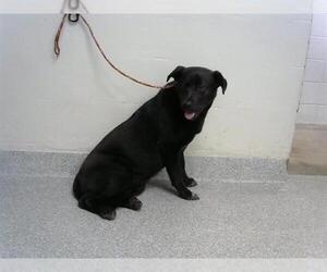 Labrador Retriever Dogs for adoption in Pasadena, TX, USA