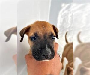 Boxer-Unknown Mix Dogs for adoption in Houston, TX, USA