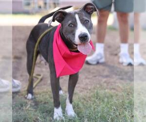 American Staffordshire Terrier-Unknown Mix Dogs for adoption in San Antonio, TX, USA