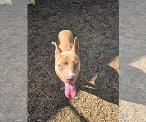 American Pit Bull Terrier Dogs for adoption in Glen Allen, VA, USA