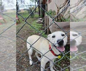 Labrador Retriever Dogs for adoption in San Antonio, TX, USA