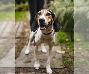 Beagle-Treeing Walker Coonhound Mix Dogs for adoption in Columbus, IN, USA