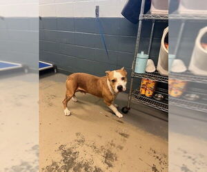 American Staffordshire Terrier-Unknown Mix Dogs for adoption in Tallahassee, FL, USA