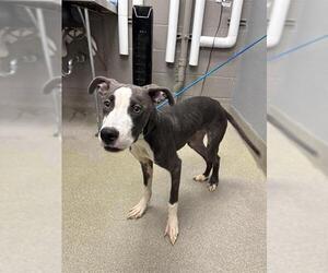 American Pit Bull Terrier-Unknown Mix Dogs for adoption in Las Vegas, NV, USA