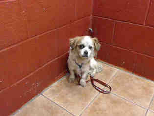 Cocker Spaniel Dogs for adoption in Downey, CA, USA
