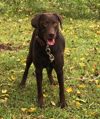 Labrador Retriever Dogs for adoption in Harrison, AR, USA
