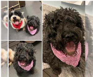 Portuguese Water Dog Dogs for adoption in Westminster, MD, USA