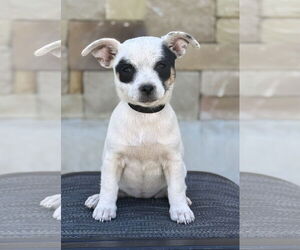 Mutt Dogs for adoption in PIPE CREEK, TX, USA
