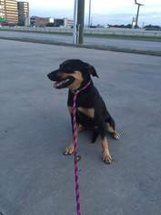Medium Photo #1 Rottweiler-Unknown Mix Puppy For Sale in Houston, TX, USA